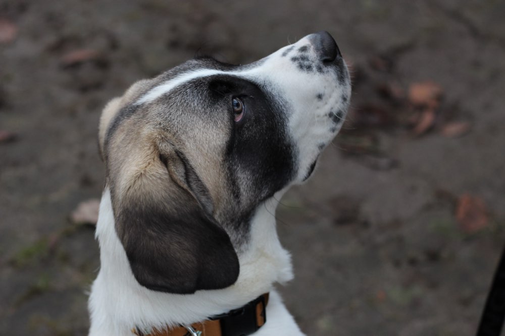 Hundetreffen-Treffen in MV-Profilbild
