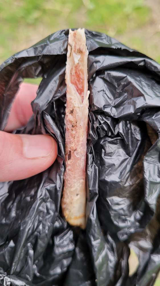 Giftköder-Hühnerknochen im Wasser-Profilbild