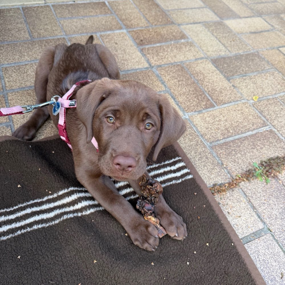 Hundetreffen-Welpentreffen gesucht-Profilbild