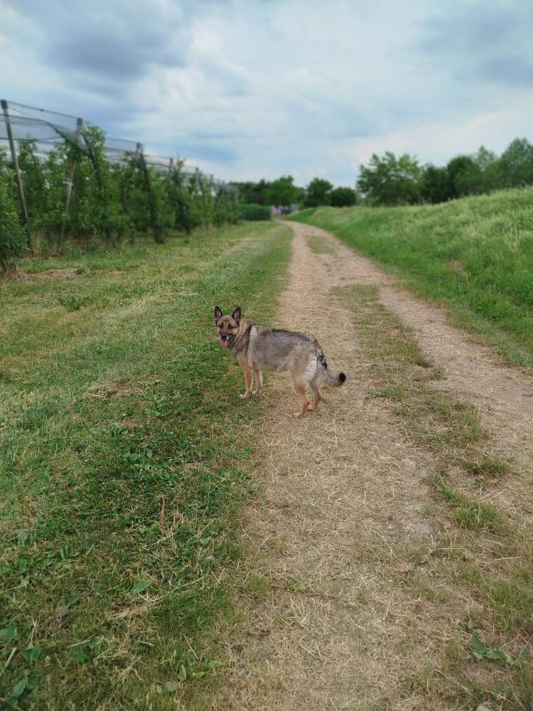 Hundetreffen-Spaziergänge und Spielen-Profilbild