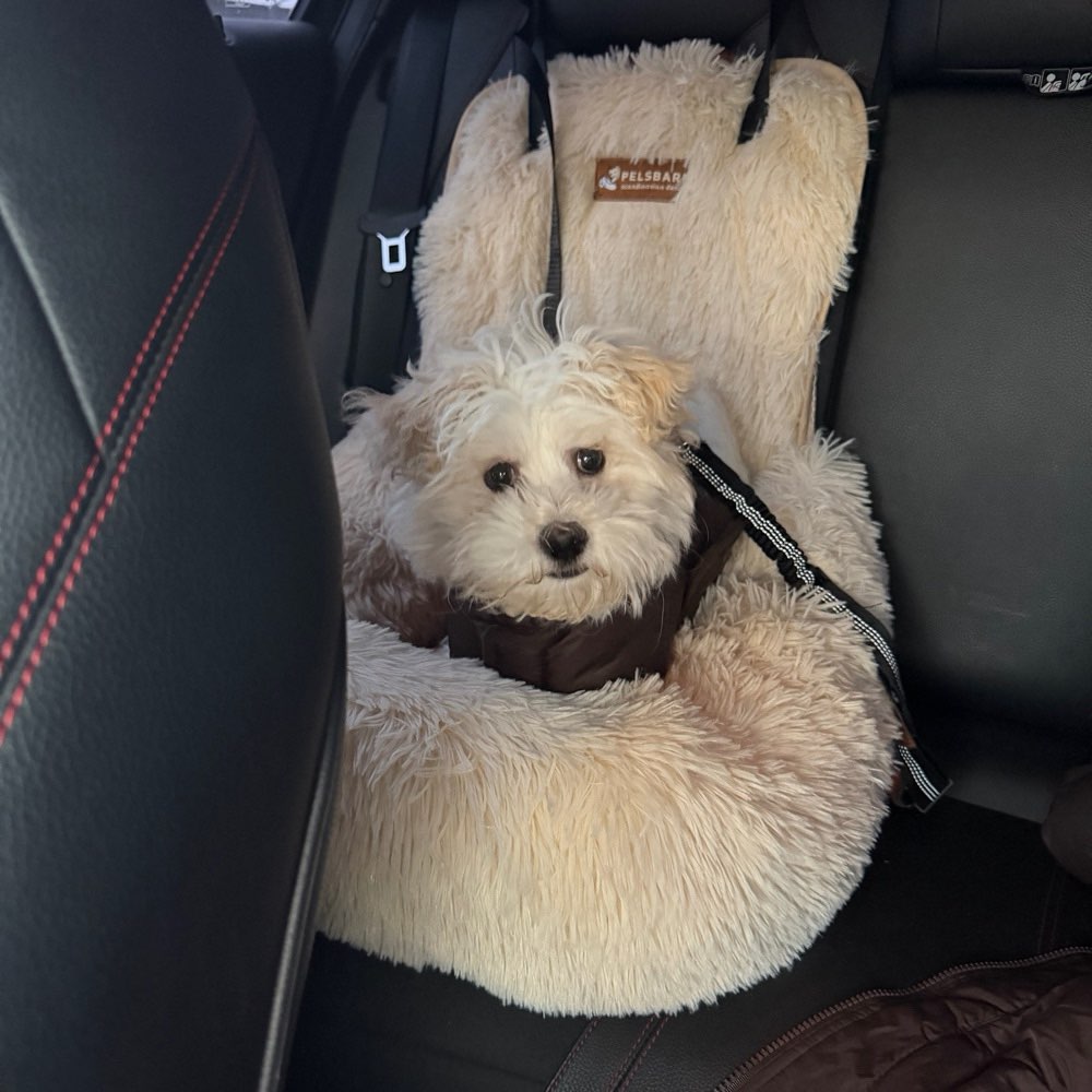 Hundetreffen-Suchen Hundefreunde-Profilbild