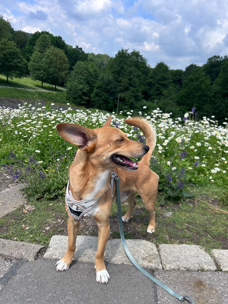 Hundetreffen-Social Walks :)-Profilbild