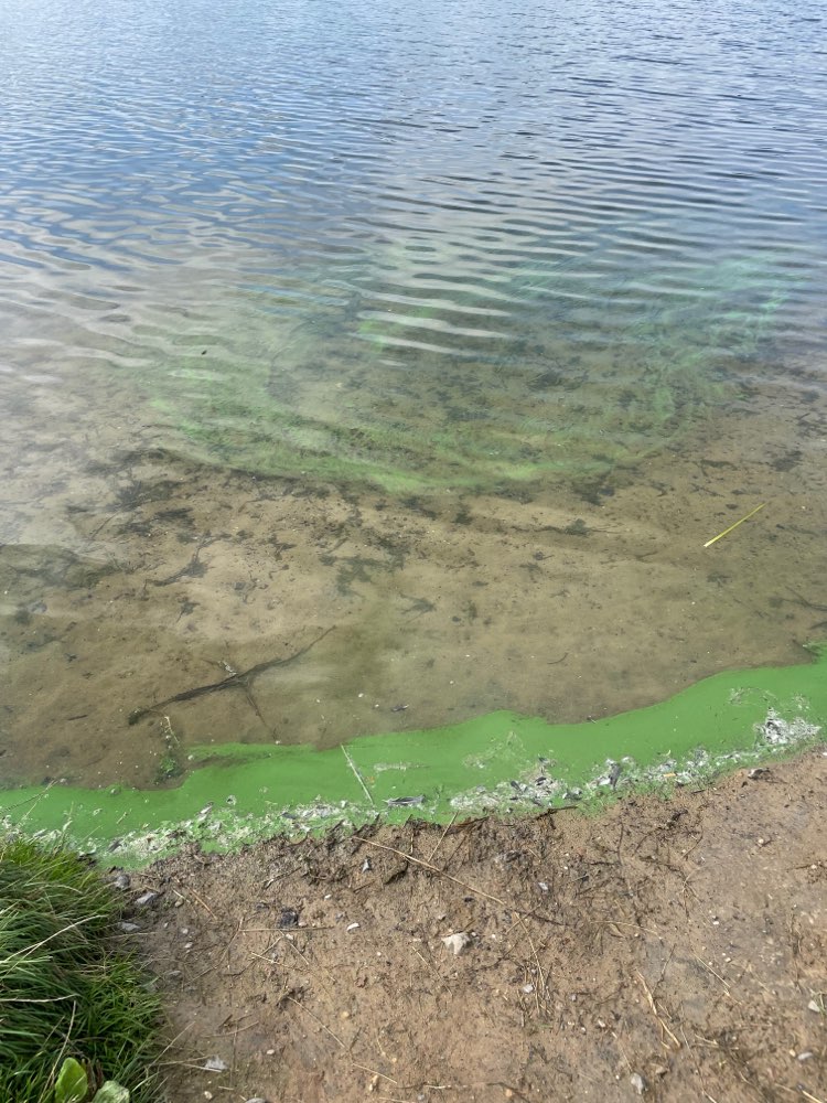 Giftköder-Blaualgen in der alten Weser-Profilbild