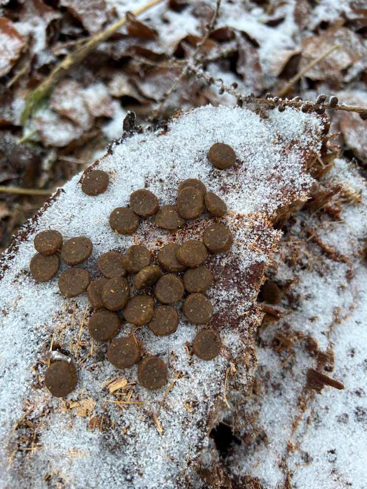 Giftköder-Hundeleckerli-Profilbild