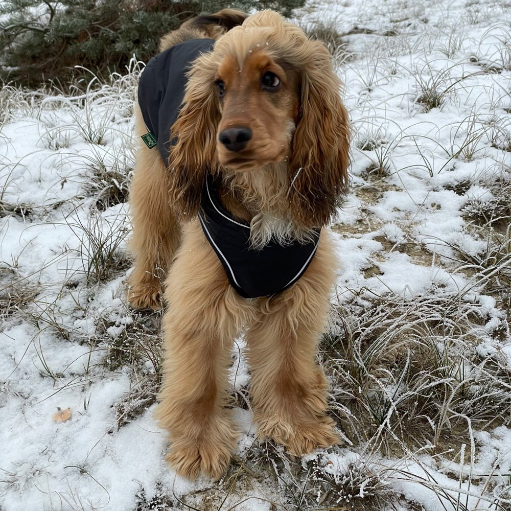 Hundetreffen-Social Walks // SpielSpaziergang-Profilbild