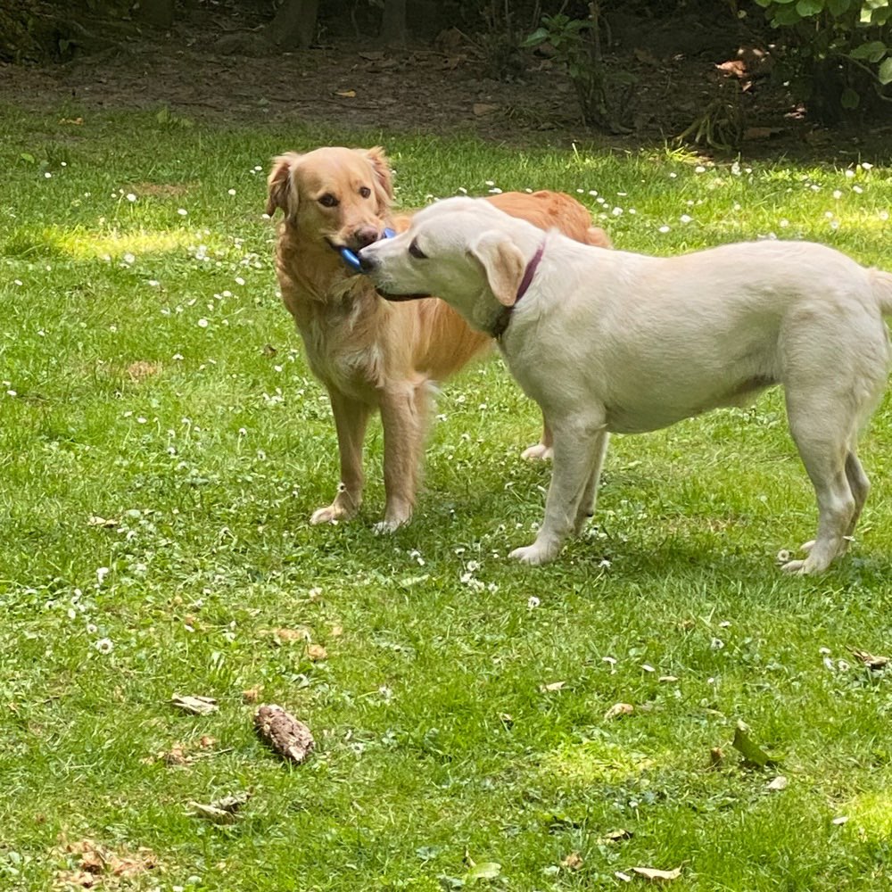 Hundetreffen-Stadtwald und die Welt-Profilbild