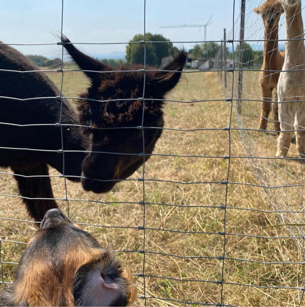 Hundetreffen-Gemeinsame Spaziergänge und Spielzeit-Profilbild
