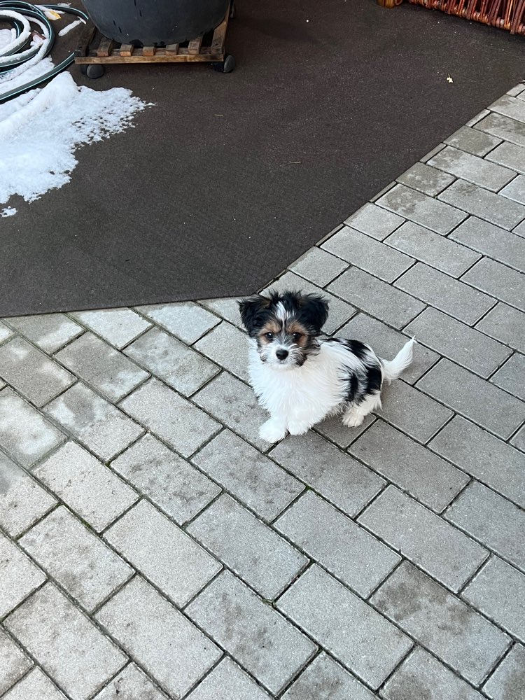 Hundetreffen-Suchen Welpen zum spielen-Profilbild