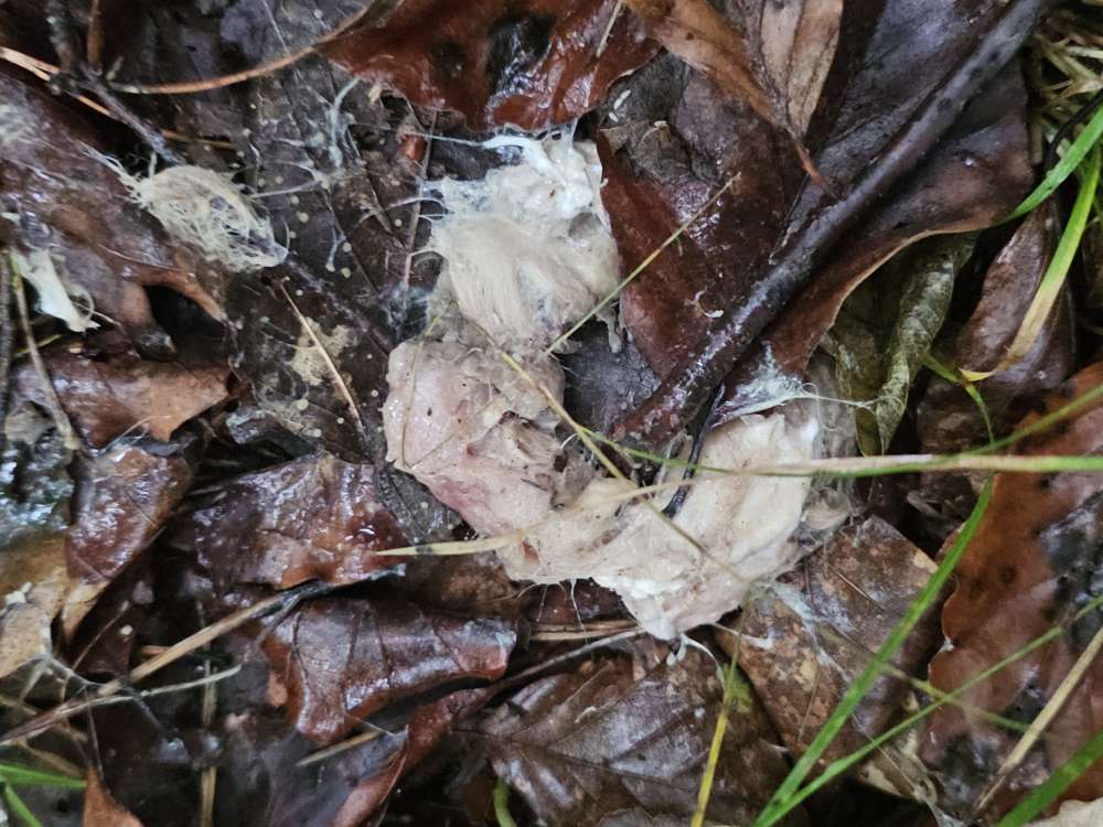 Giftköder-Überreste Evtl. GIFTIG-Profilbild