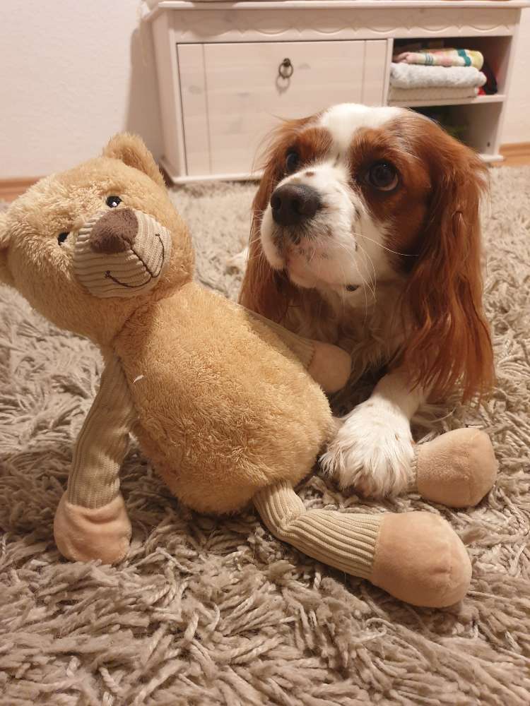 Hundetreffen-Gemütlicher Spaziergang-Profilbild