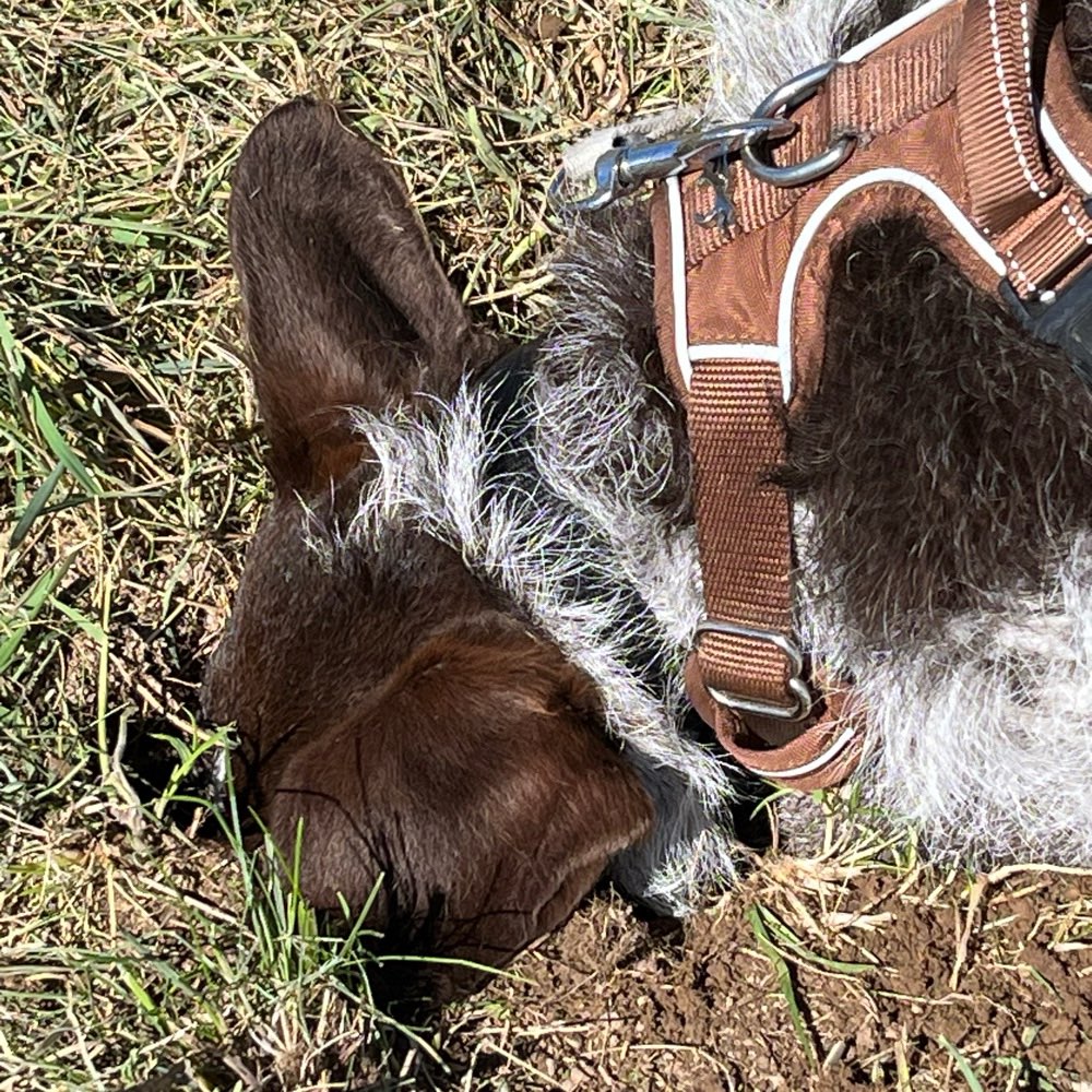 Hundetreffen-Treffen mit Schleppleine-Profilbild