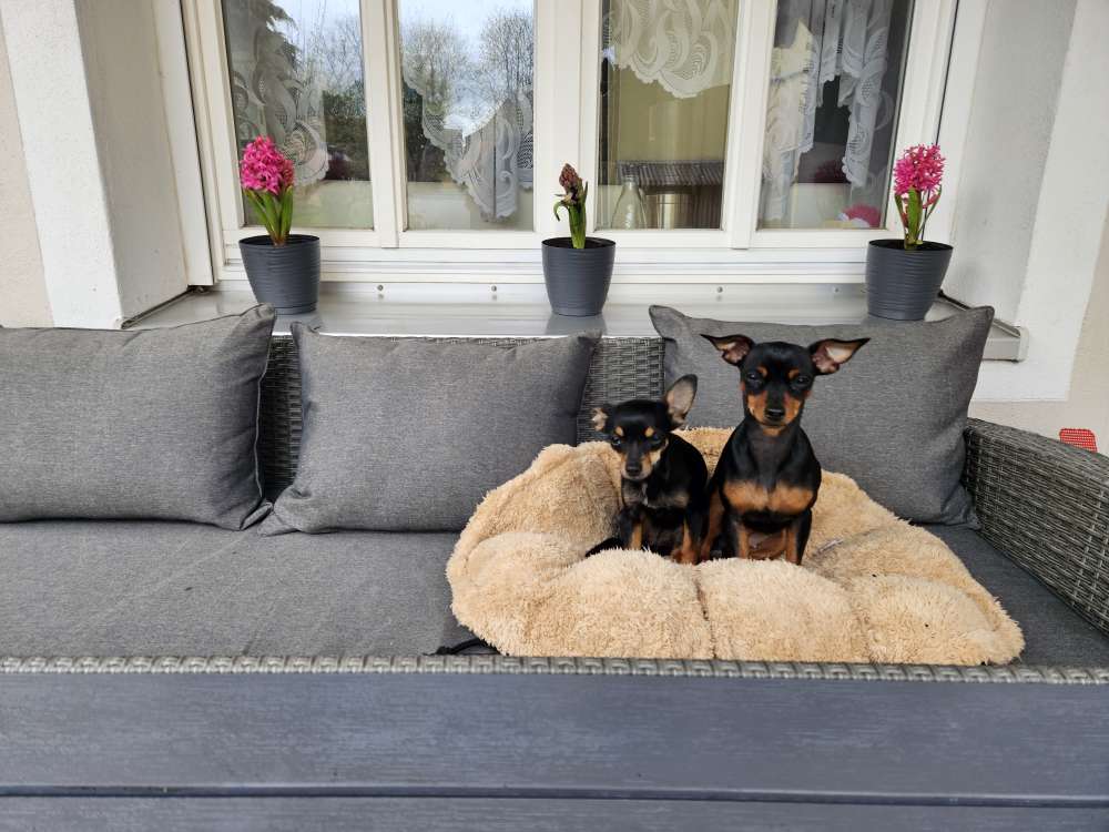 Hundetreffen-Kleine Hunde unter sich-Profilbild