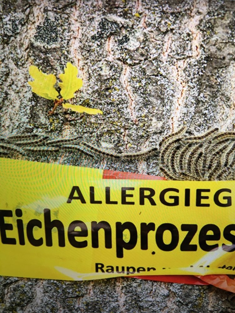 Giftköder-Eichen-Prozessionsspinner-Profilbild