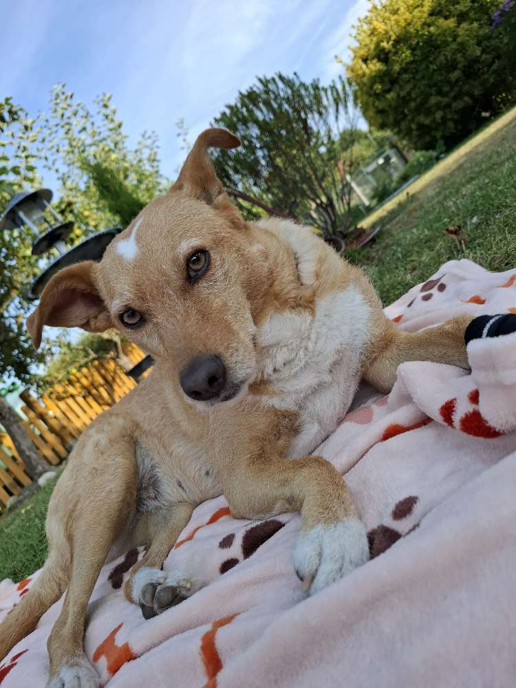 Hundetreffen-Freunde für Spiel & Spaß gesucht-Profilbild