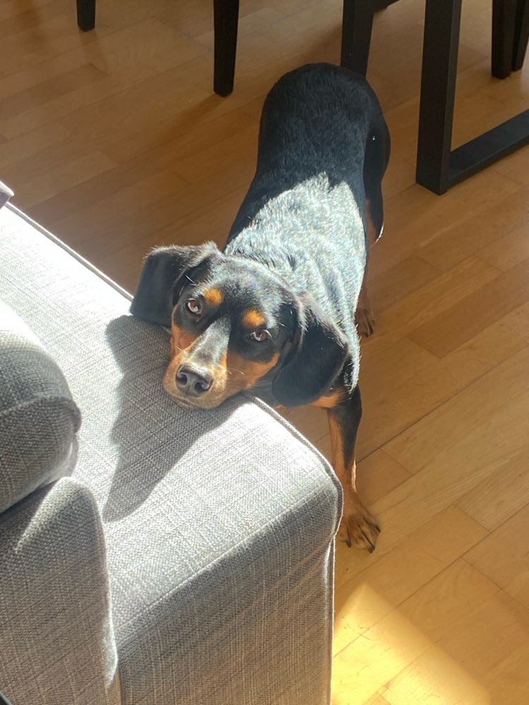 Hundetreffen-Spazier-, Spiel und Trainings-Partner gesucht-Profilbild