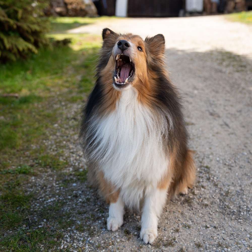 Hundetreffen-Gemeinsame Gassirunde-Profilbild