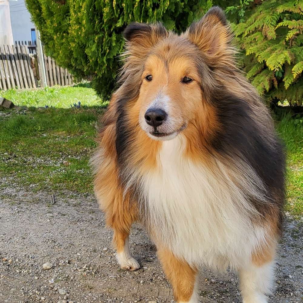 Hundetreffen-Gemeinsame Gassirunde-Profilbild