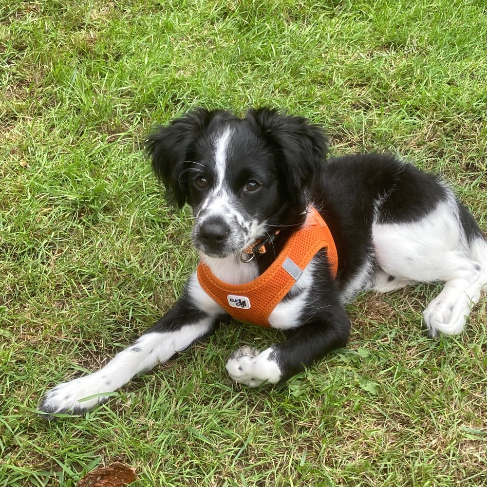 Hundetreffen-Spielgefährten-Profilbild