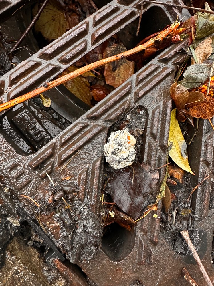 Giftköder-Giftköder?-Profilbild