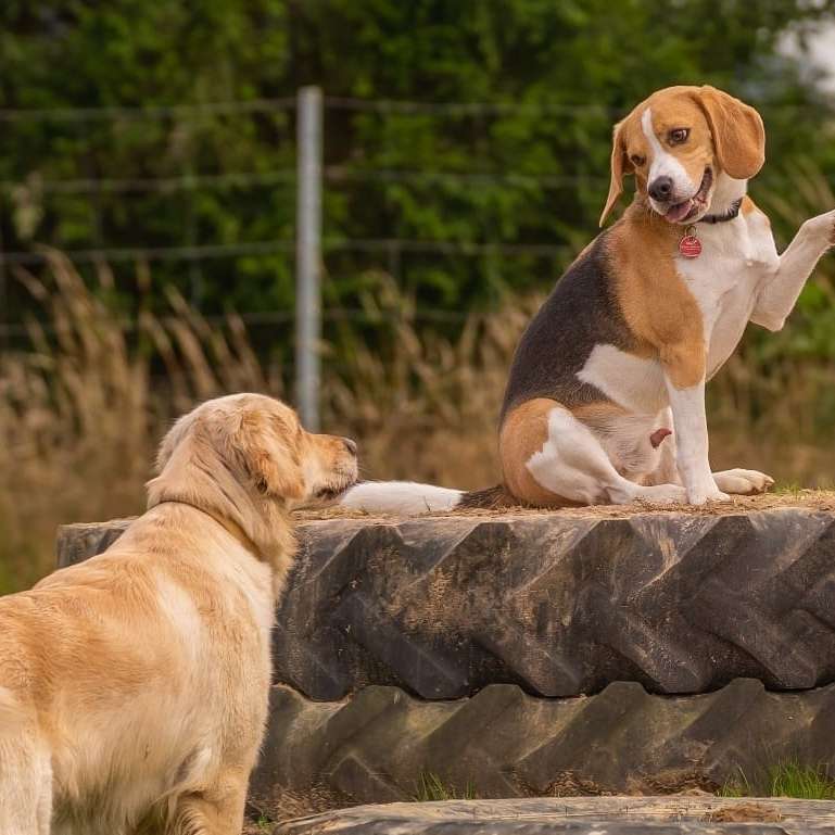 Hundetreffen-Hundefreilauf 'Leinenlos in Diedersen'-Profilbild