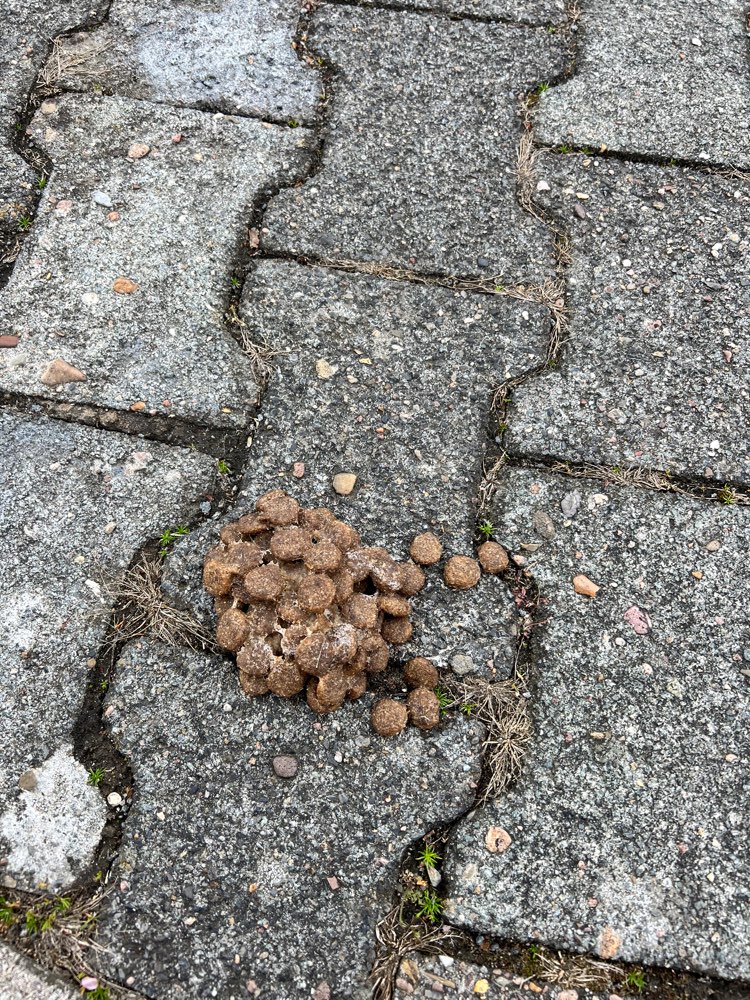 Giftköder-Ggf. Giftköder-Profilbild