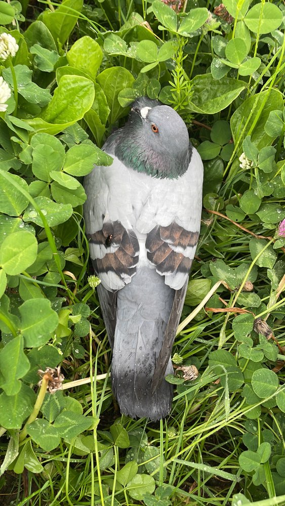 Giftköder-Angeschossene Taube - Tierquäler-Profilbild