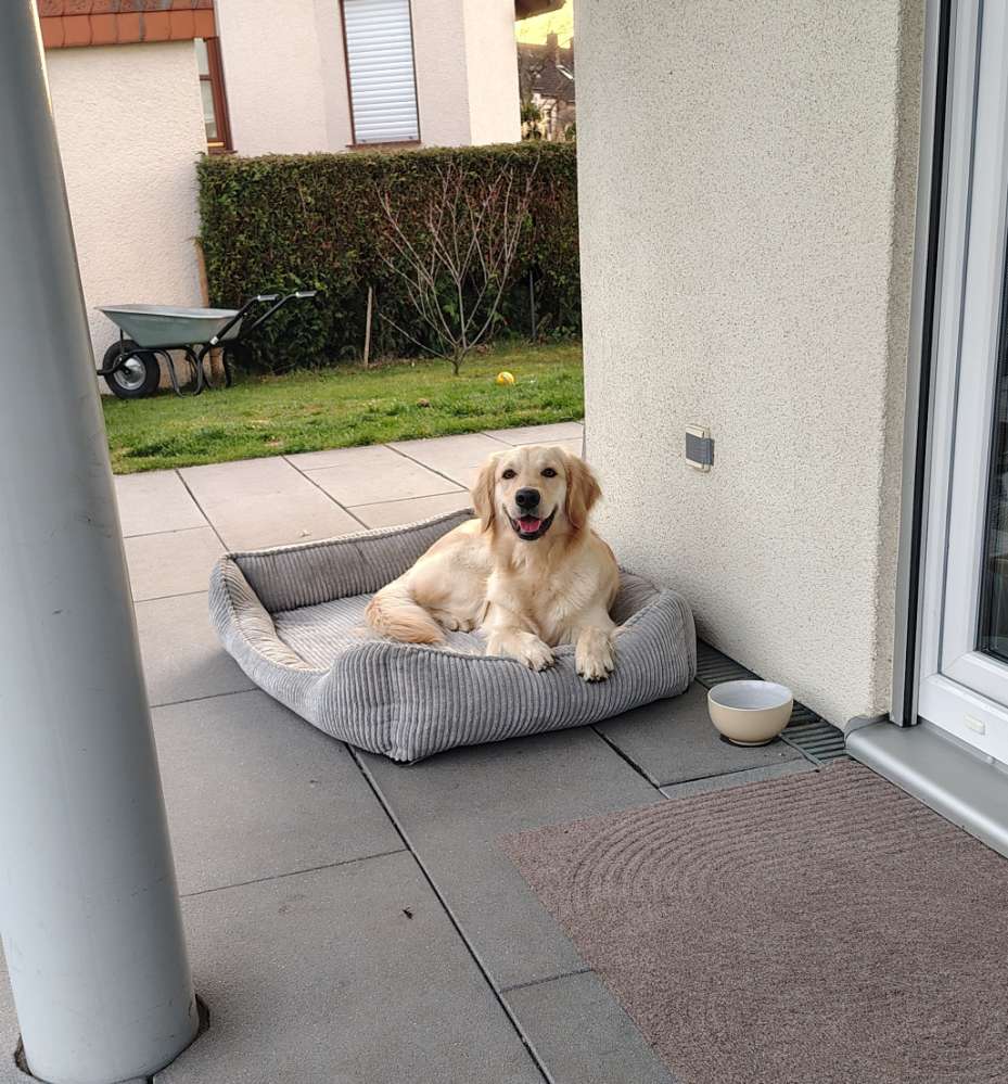 Hundetreffen-Gemeinsame Gassirunden, Lernen, Spielen-Profilbild