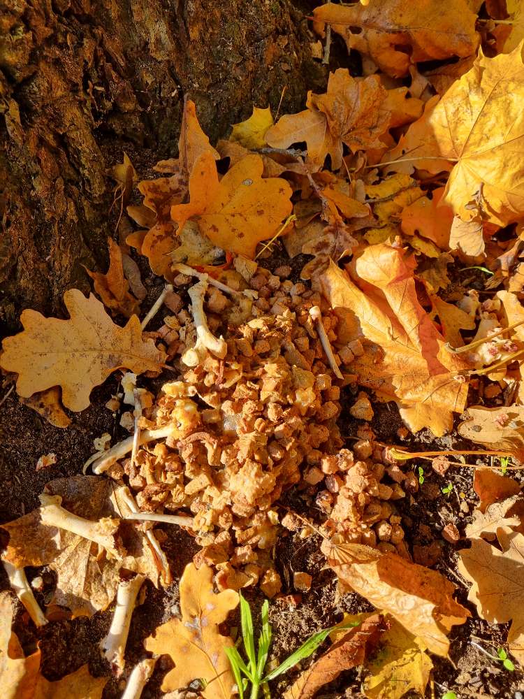 Giftköder-Knochen und Hundefutter-Profilbild