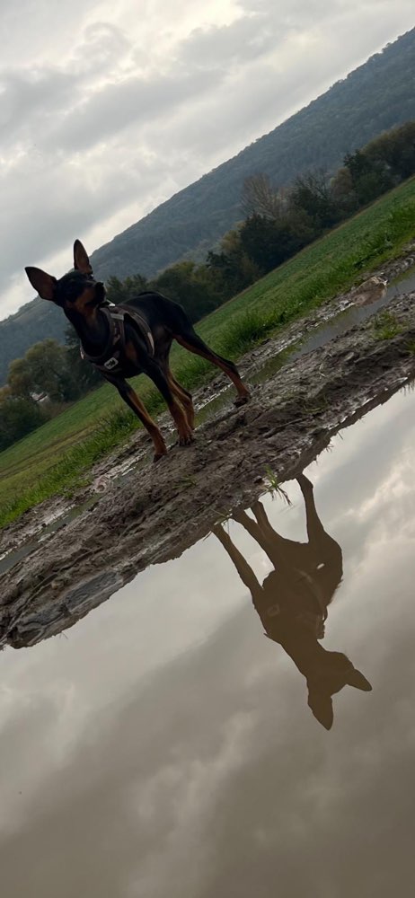 Hundetreffen-Spielgefährten-Profilbild