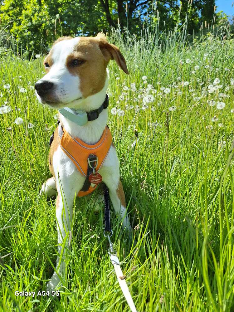 Hundetreffen-Suche Spielkameraden-Profilbild