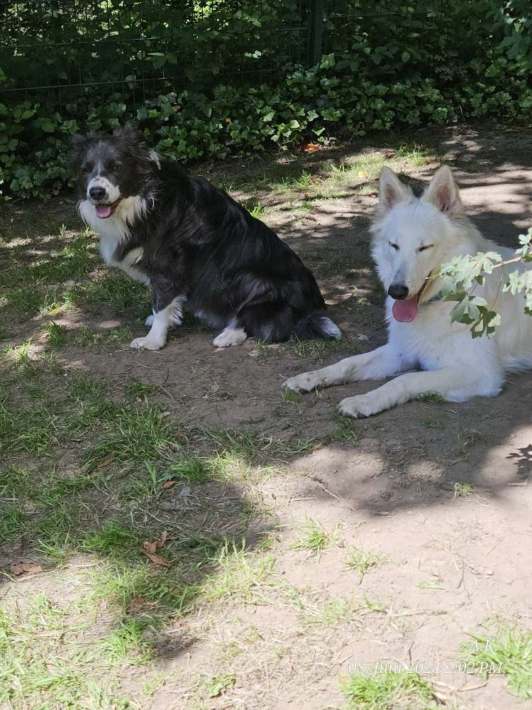 Hundetreffen-Spiel- & Gassi-Freunde gesucht-Profilbild