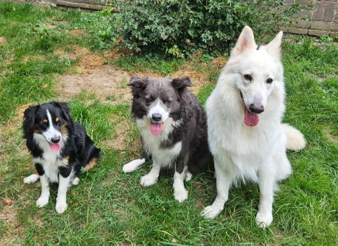 Hundetreffen-Training & Gassi-Profilbild