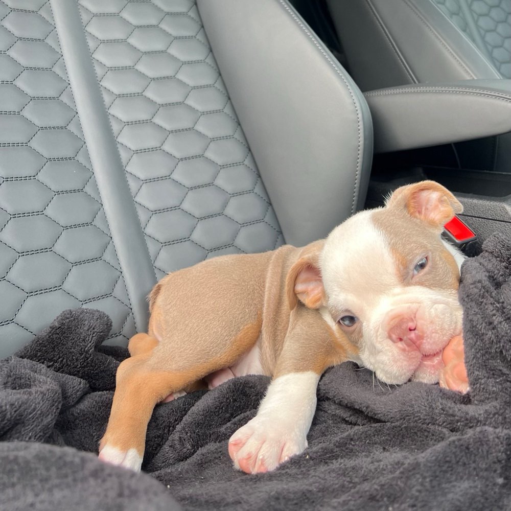 Hundetreffen-Welpentreff Englischer Garten-Profilbild