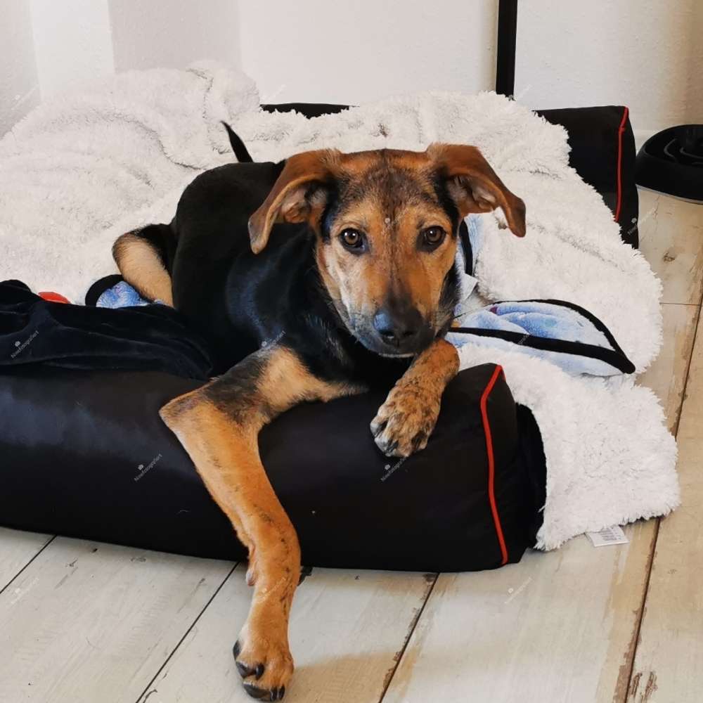 Hundetreffen-Spielfreunde gesucht-Profilbild