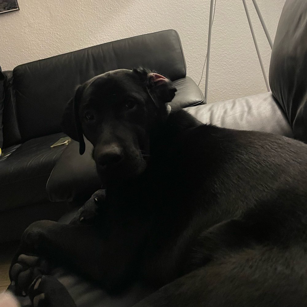 Hundetreffen-Spielrunde-Profilbild