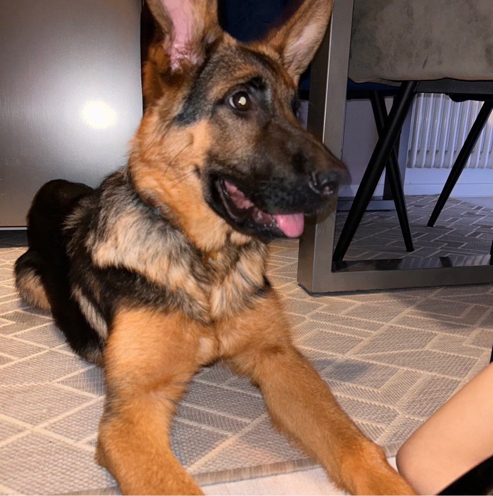 Hundetreffen-Spielgefährte gesucht-Profilbild