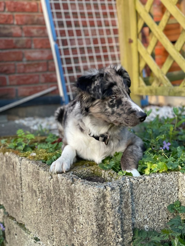 Hundetreffen-Ängstlicher Hund sucht Artgenossen Kontakt-Profilbild