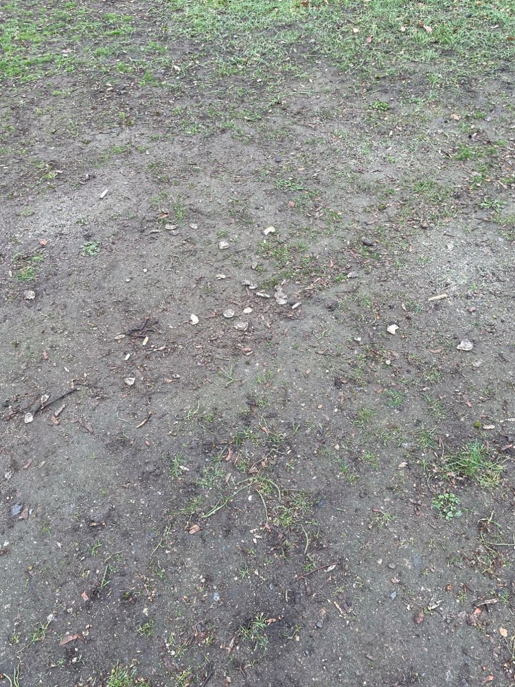 Giftköder-Brötchen bestreut mit Zucker o.ä-Profilbild