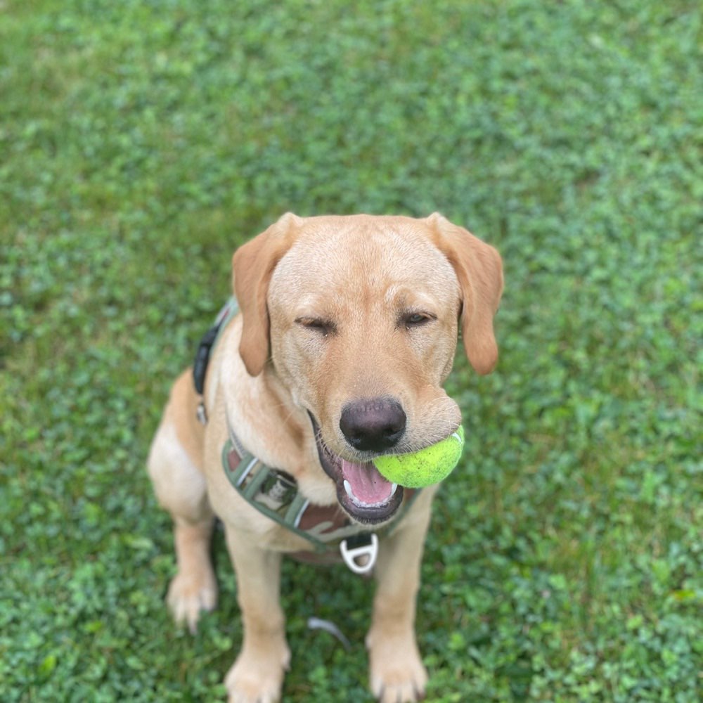 Hundetreffen-Spielen, Gassi oder Sport wir sind dabei 😊-Profilbild