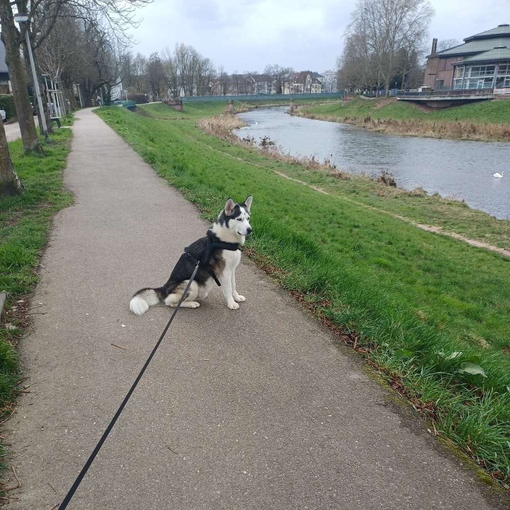 Hundetreffen-Einfache Gassi runden-Profilbild