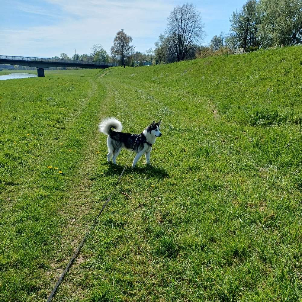 Hundetreffen-Einfache Gassi runden-Profilbild
