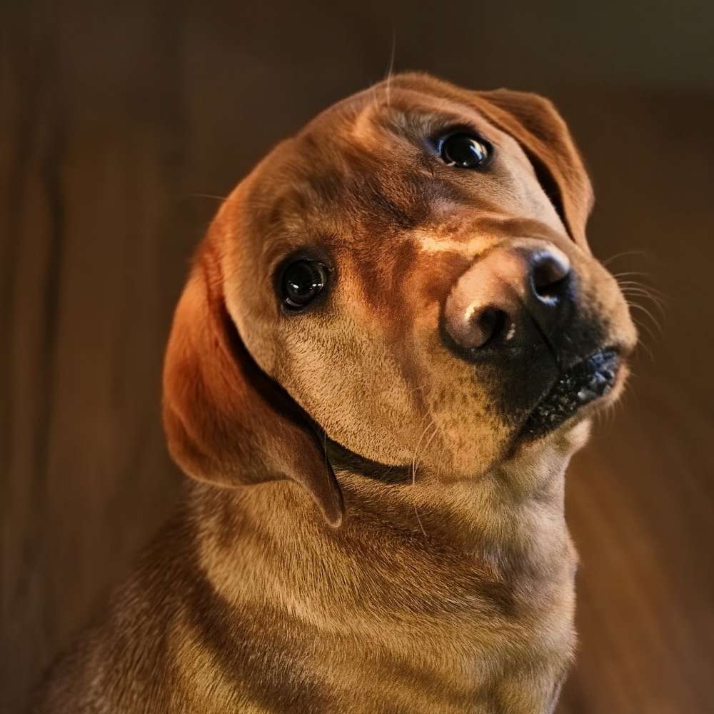 Hundetreffen-🐶 Spielkameraden für Junghund Nejla gesucht 🐶-Profilbild