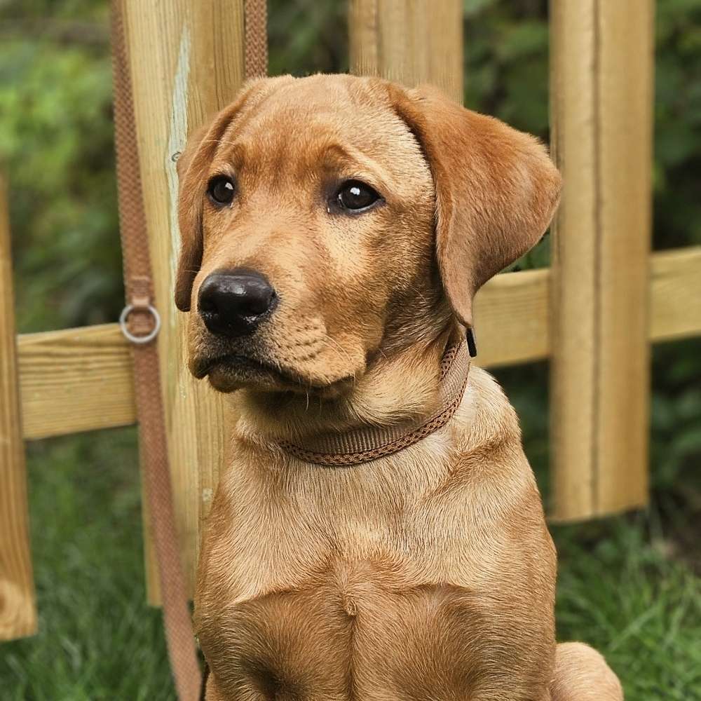 Hundetreffen-🐶 Spielkameraden für Welpe Nejla gesucht 🐶-Profilbild