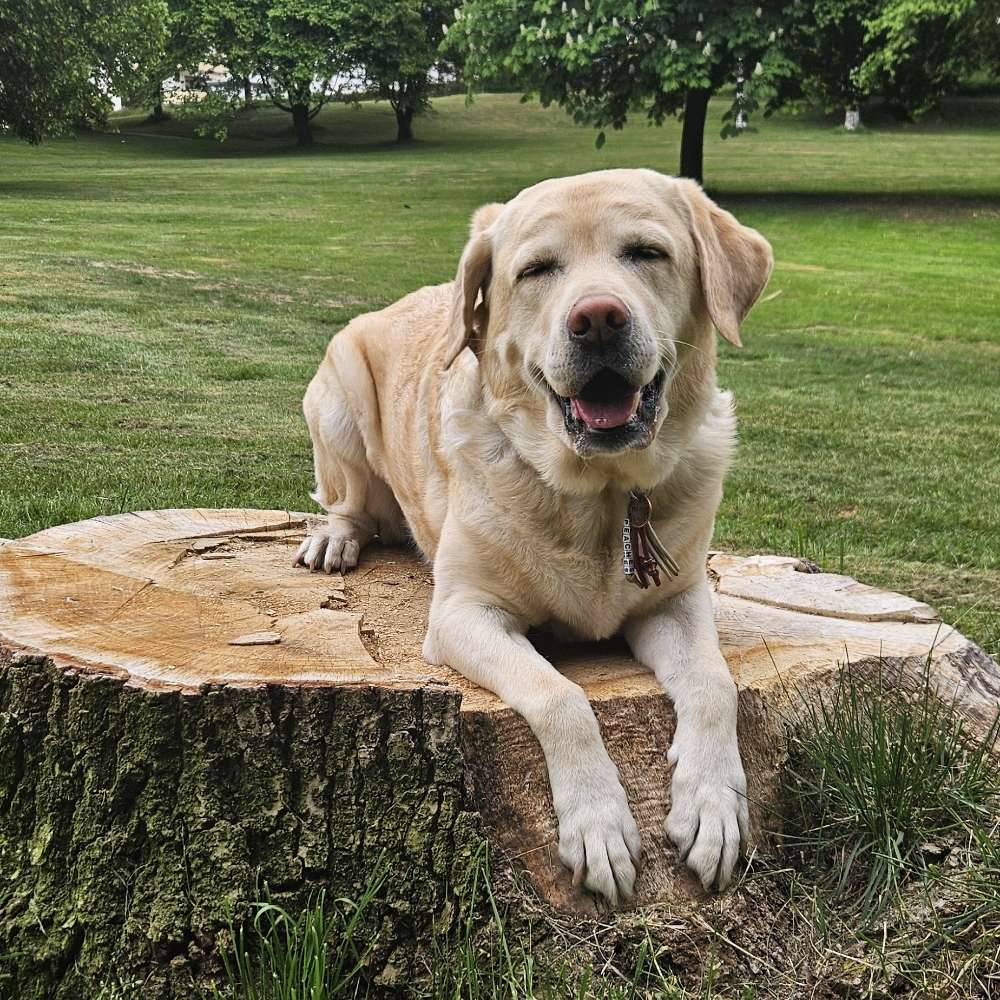 Hundetreffen-🐾 Treffen für Peaches gesucht 🐾-Profilbild