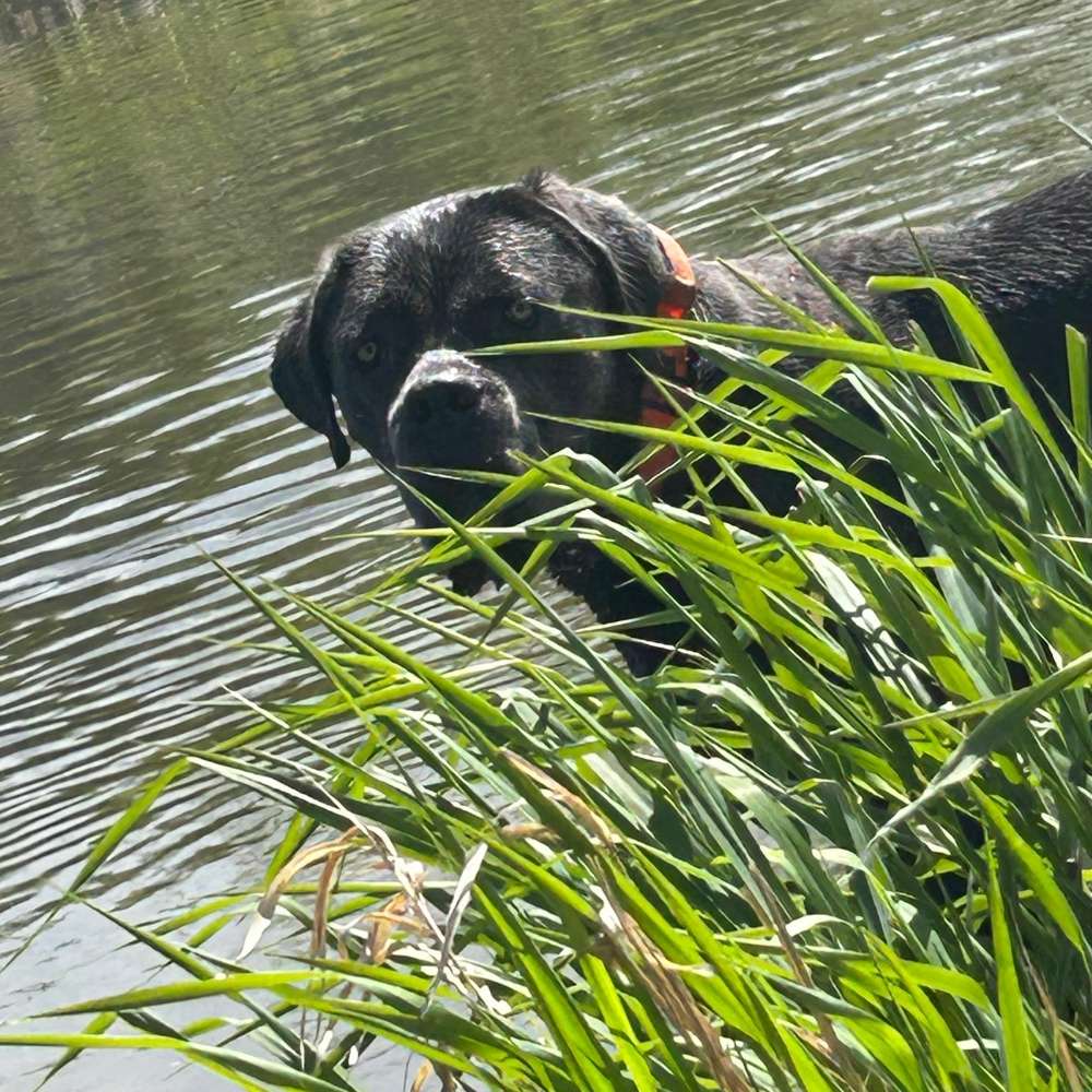 Hundetreffen-Gassi gehen+gemeinsame Ausflüge-Profilbild