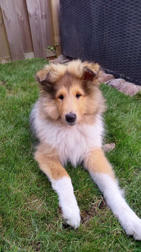 Hundetreffen-Welpen zum Spielen. :)-Profilbild