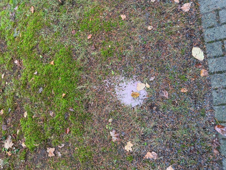 Giftköder-Rattengift-Profilbild