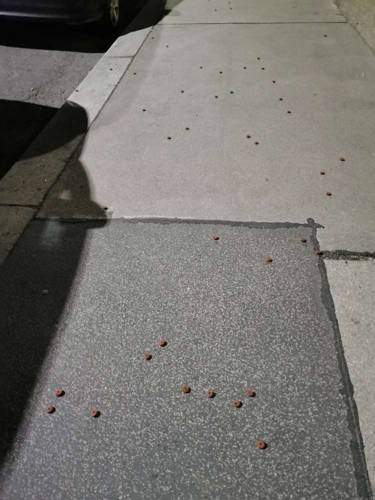 Giftköder-Leckerlis und weißes Pulver-Profilbild