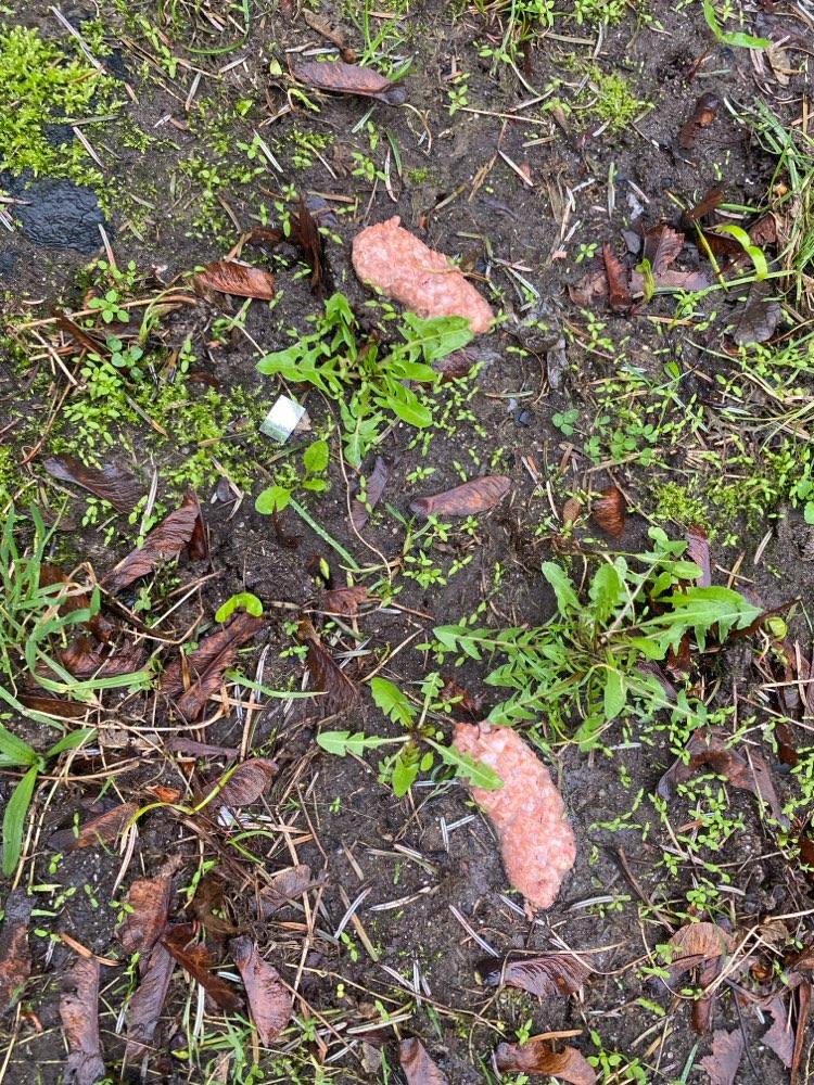 Giftköder-Leberwurst Giftköder-Profilbild