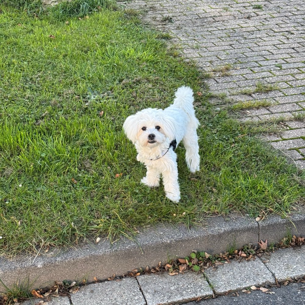 Hundetreffen-Welpentreffen Kleinhunde Welpen-Profilbild